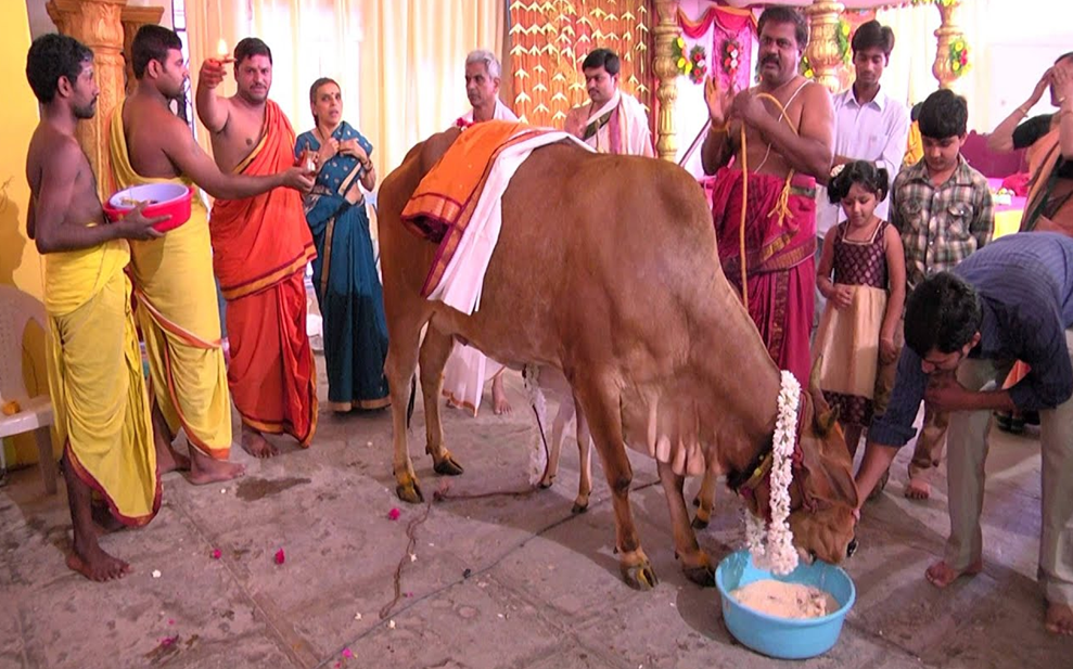 Celebration of Gopashtami Mela