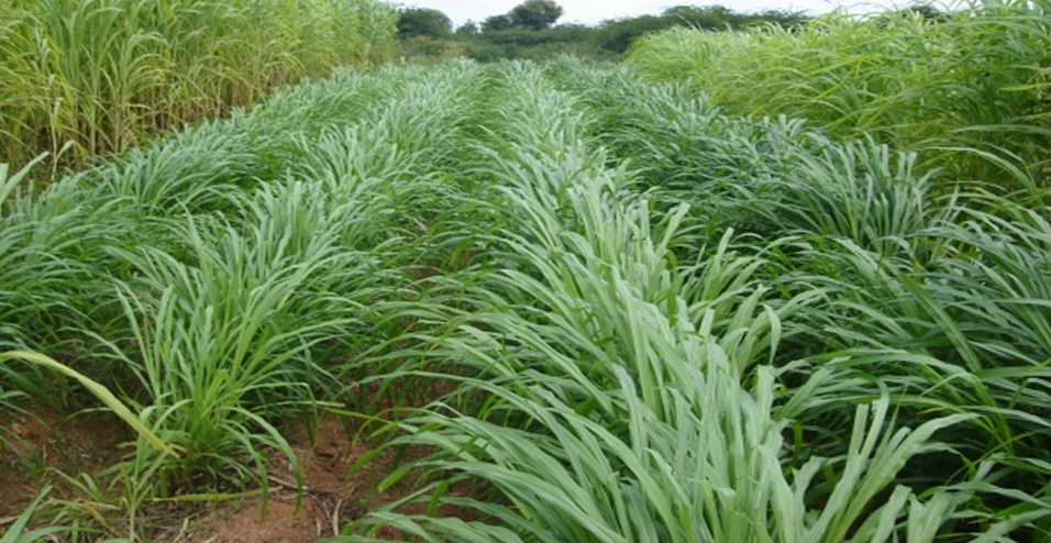 Fodder Cultivation & Traditional Feeding